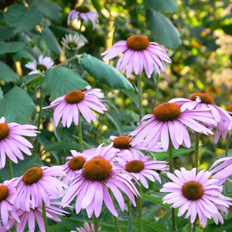 Equinácea angustifolia - Planta