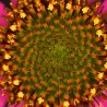 Equinácea angustifolia - Planta