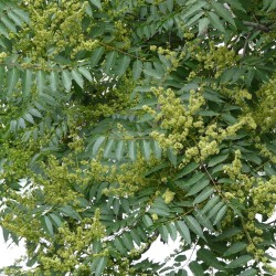Saboeiro da China - Planta
