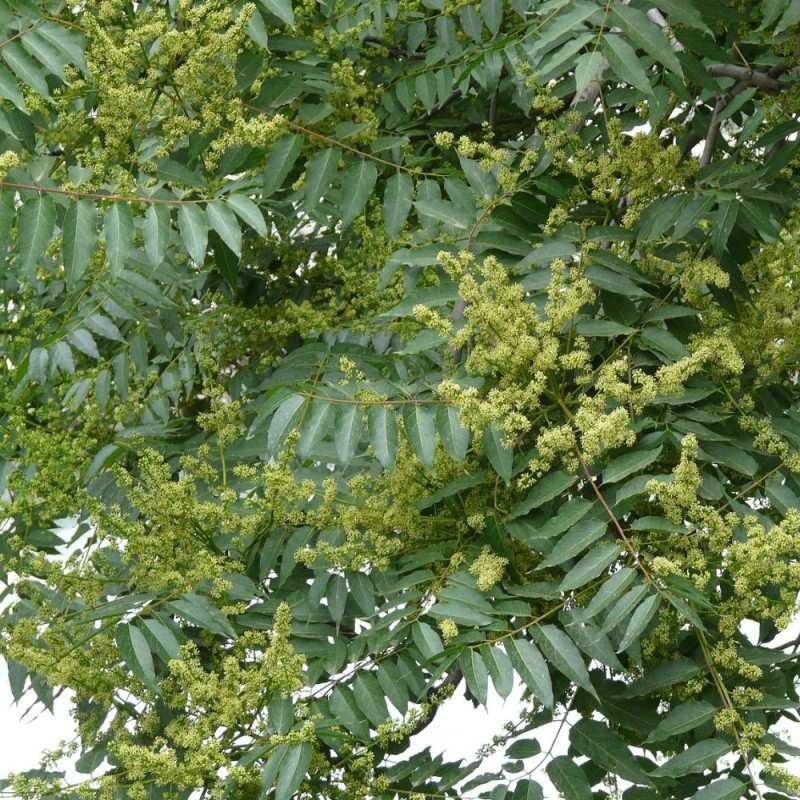 Saboeiro da China - Planta
