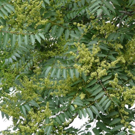 Saboeiro da China - Planta