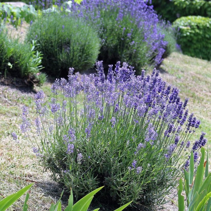 Plantas de Lavanda, Lavandula officinalis ou angustifolia