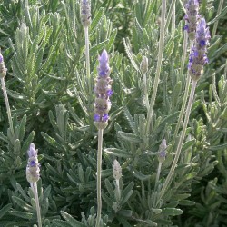 Lavandula dentata - Planta