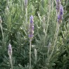 Lavandula dentata - Planta