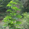 Paulownia tomentosa - Planta