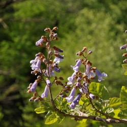 Paulownia tomentosa - Planta