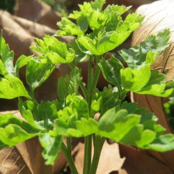 Salsa de folha lisa - Planta