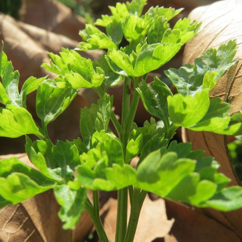 Salsa de folha lisa - Planta
