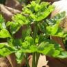 Salsa de folha lisa - Planta