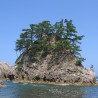 Pinus thunbergii - Planta