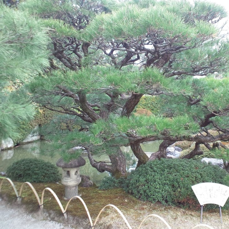Pinus thunbergii - Planta