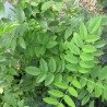Alcaçuz - Planta