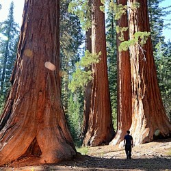 Sequoia-gigante - Planta