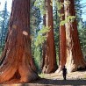 Sequoia-gigante - Planta