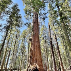 Sequoia-gigante - Planta