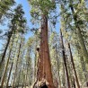 Sequoia-gigante - Planta