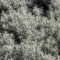 Caril - Planta