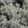 Caril - Planta