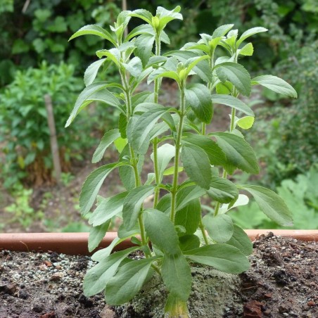 Stevia - Planta