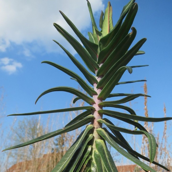 Tártago - Planta