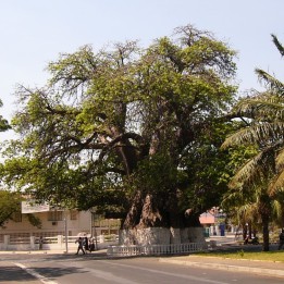 Baobab madagascariensis - Sementes