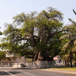 Baobab madagascariensis - Sementes