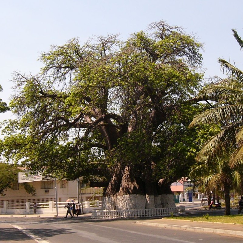 Baobab madagascariensis - Sementes
