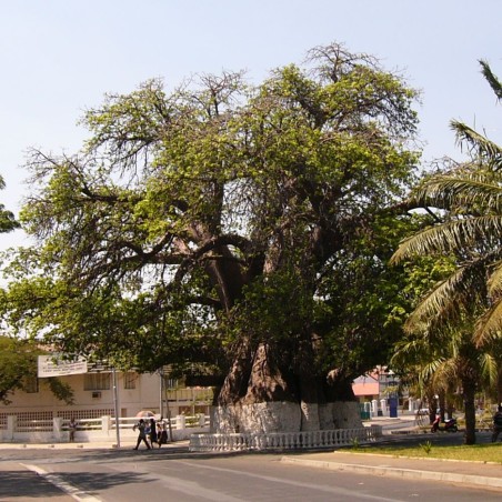 Baobab madagascariensis - Sementes Baobab madagascariensis - Sementes