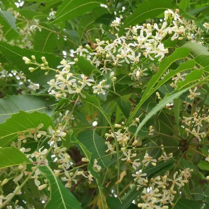 Semillas de Neem, árbol del nim, insecticida natural ecológico seeds