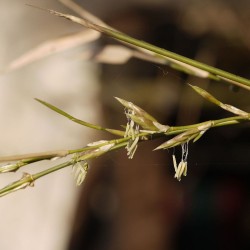 Bambu espinhoso indiano - Sementes