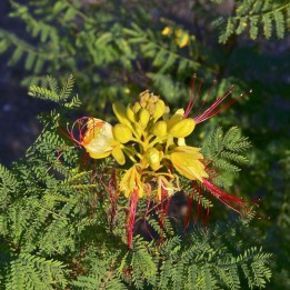 Caesalpinia gilliesii - Sementes