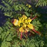 Caesalpinia gilliesii - Sementes