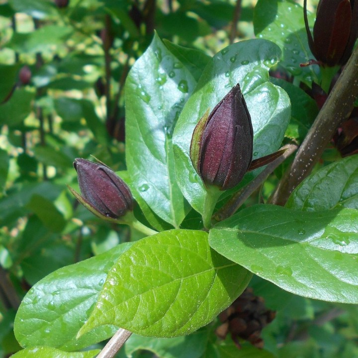 semillas de calicanto de florida Calycanthus floridus comprar