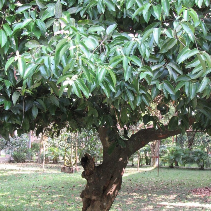 Semillas de Arbol de Canela, Cinnamomun zeylanicum verum Canelo