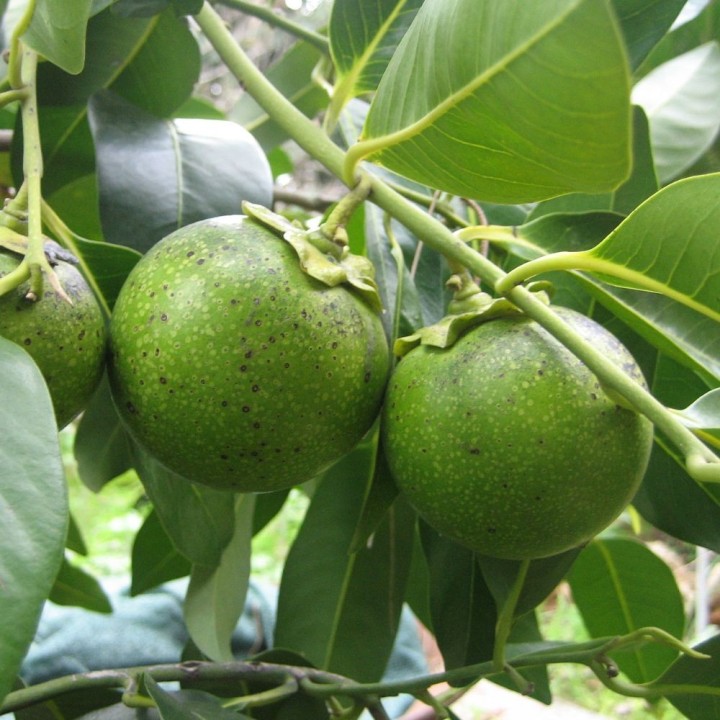 Sementes de Sapote preto (Diospyros nigra) D. digyna fruta chocolate