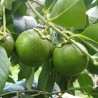 Sapote preto - Sementes