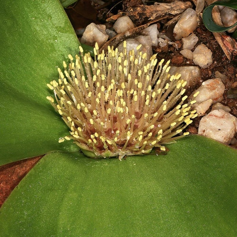Massonia depressa - Sementes