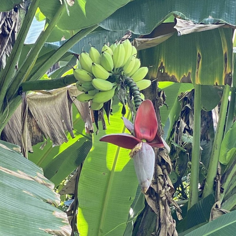 Bananeira-brava - Sementes