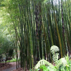 Bambu moso - Sementes