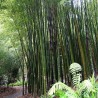 Bambu moso - Sementes