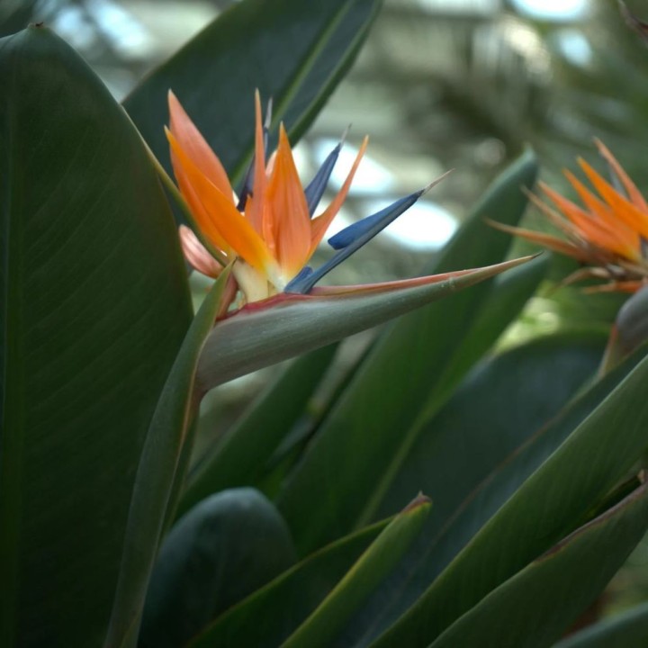 Semillas de Flor Ave del Paraíso | Strelitzia reginae