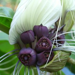 Tacca integrifolia - Sementes