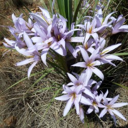 Xerophyta retinervis - Sementes