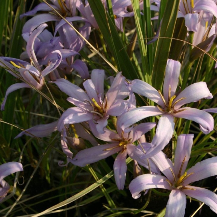 Xerophyta retinervis - Sementes
