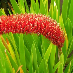 Xeronema callistemon - Sementes