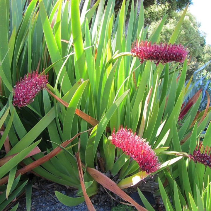 Xeronema callistemon - Sementes