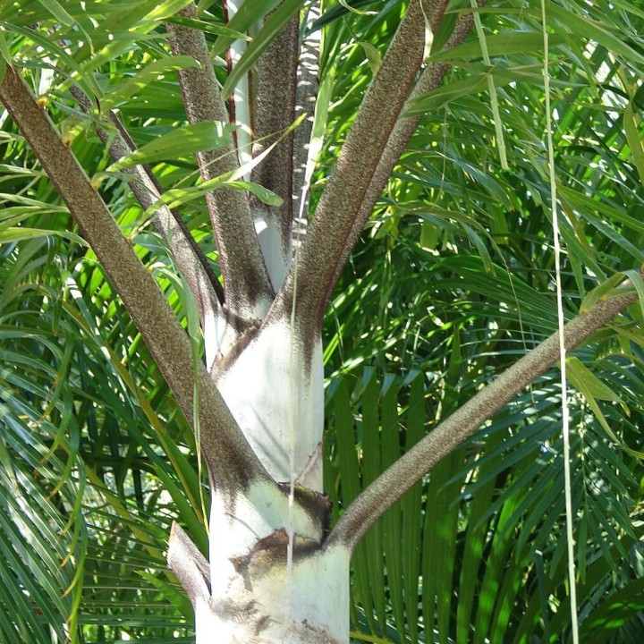 Palmeira-rabo-de-raposa - Sementes