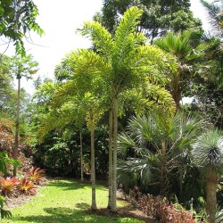 Palmeira-rabo-de-raposa - Sementes