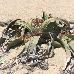 Welwitschia mirabilis - Sementes