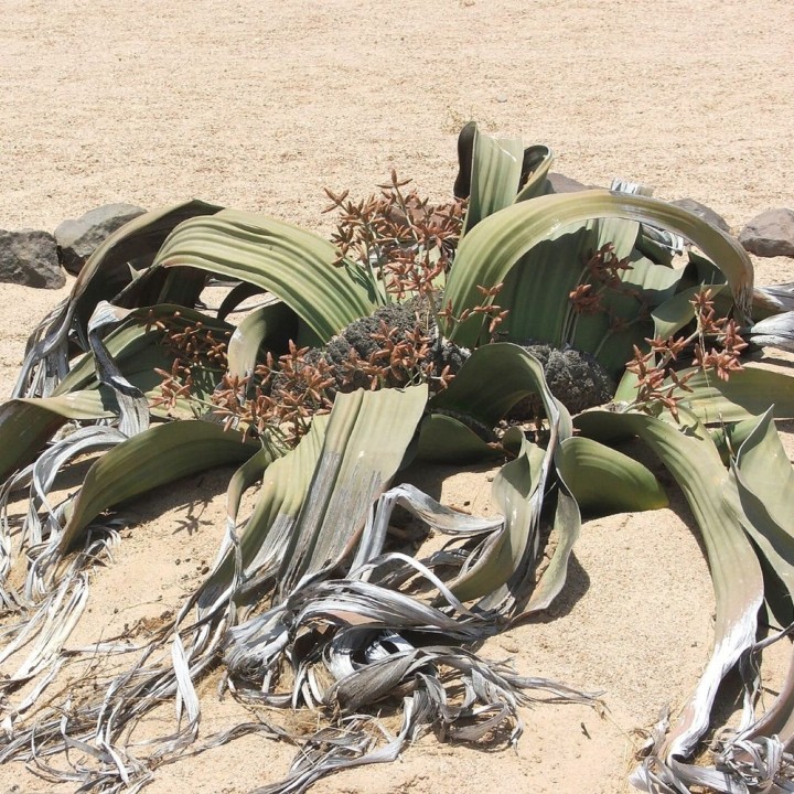 Welwitschia mirabilis - Sementes